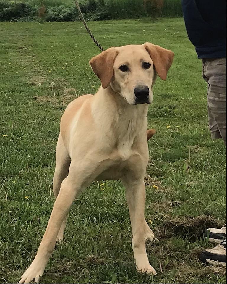 HR Lincoln Creek's Argonaut | Yellow Labrador Retriver