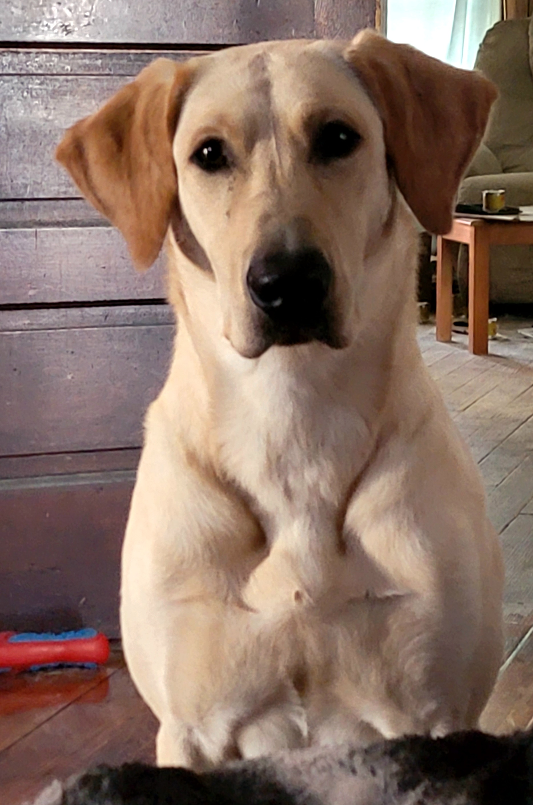 HR Lincoln Creek's Argonaut | Yellow Labrador Retriver