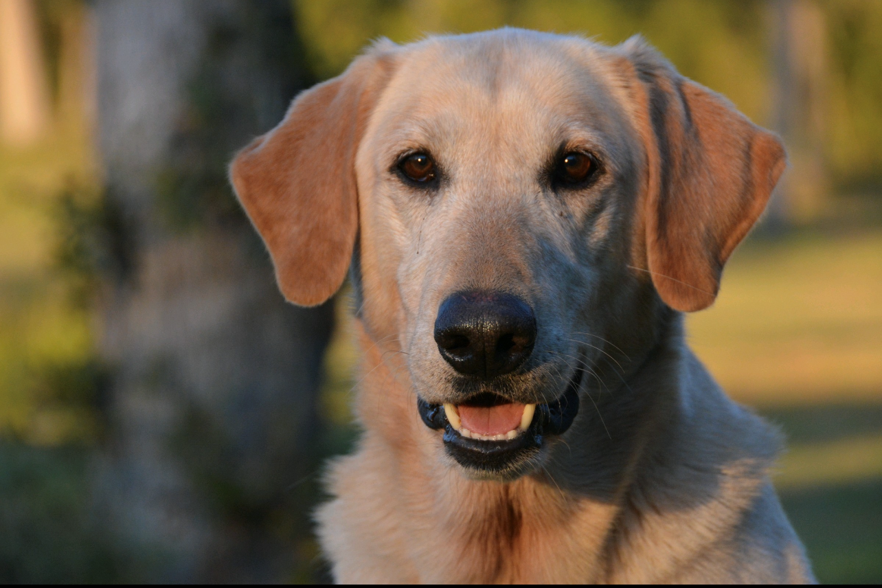 Dared To Dream Maize QA2 MH | Yellow Labrador Retriver