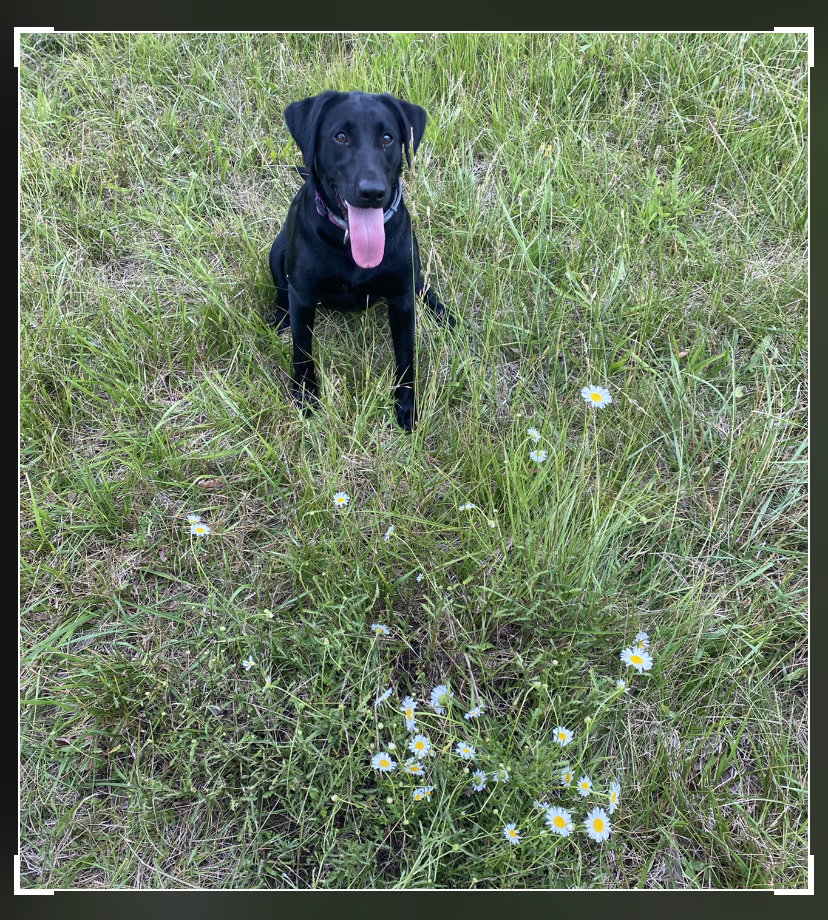 DucDogz Daisy Duke | Black Labrador Retriver