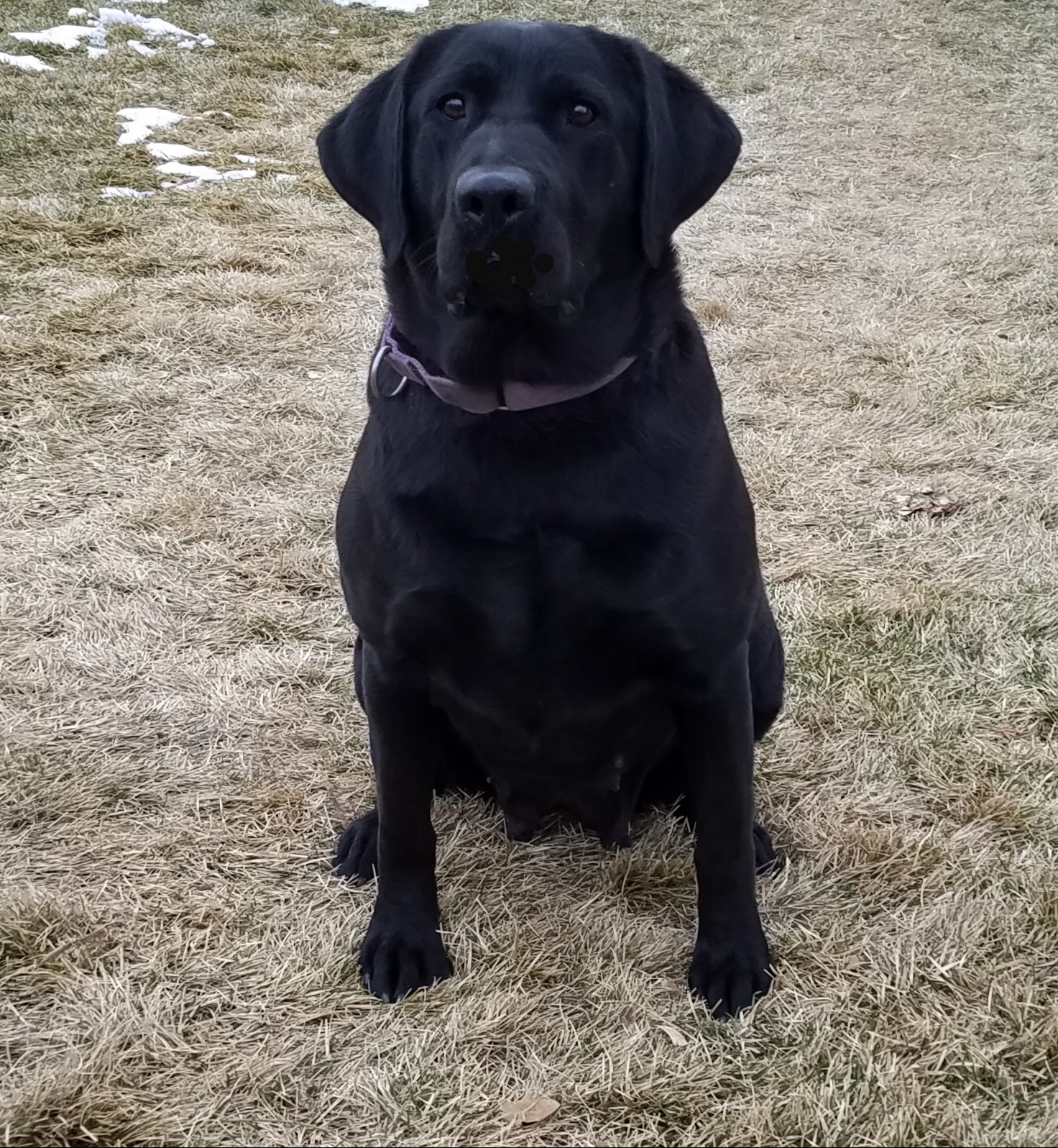 Honeydrop's Jubilee Of Uinta | Black Labrador Retriver