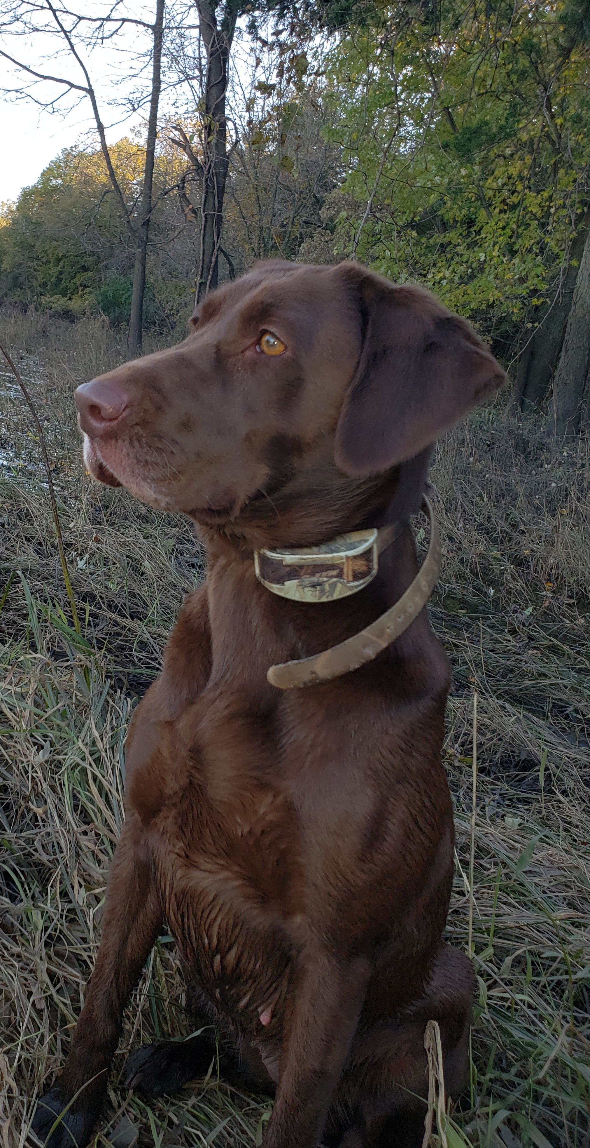 HR Big Marsh Southern Belle Of Harness Creek | Chocolate Labrador Retriver