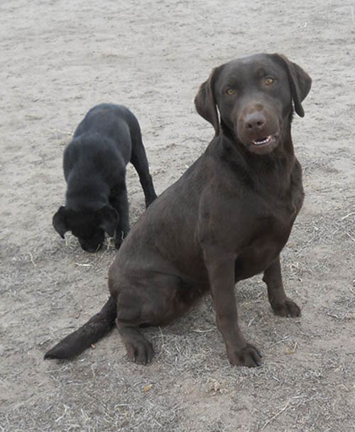 Justamere Sugar & Spice | Chocolate Labrador Retriver