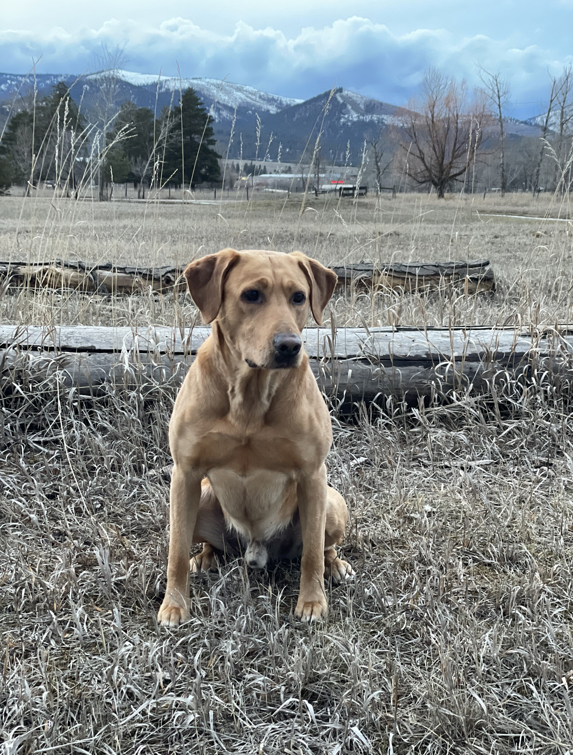 Mister 406 | Yellow Labrador Retriver