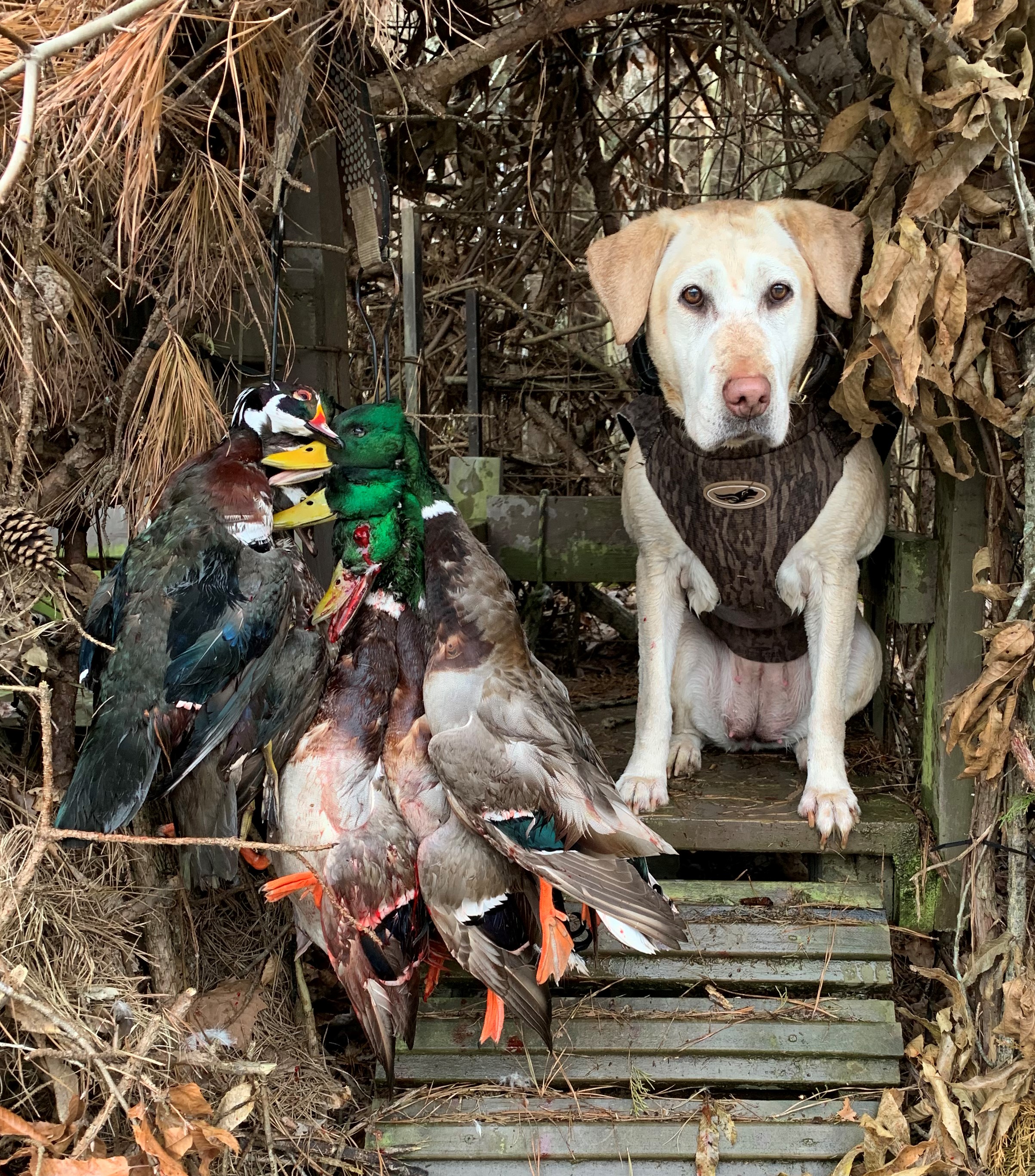 Jam's Little Go-go Yella Bonnie | Yellow Labrador Retriver