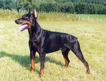 Erik v. Strundertal | Black Doberman Pinscher