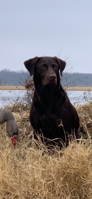 HRCH Wild Bills Rowdy Rouxe | Chocolate Labrador Retriver