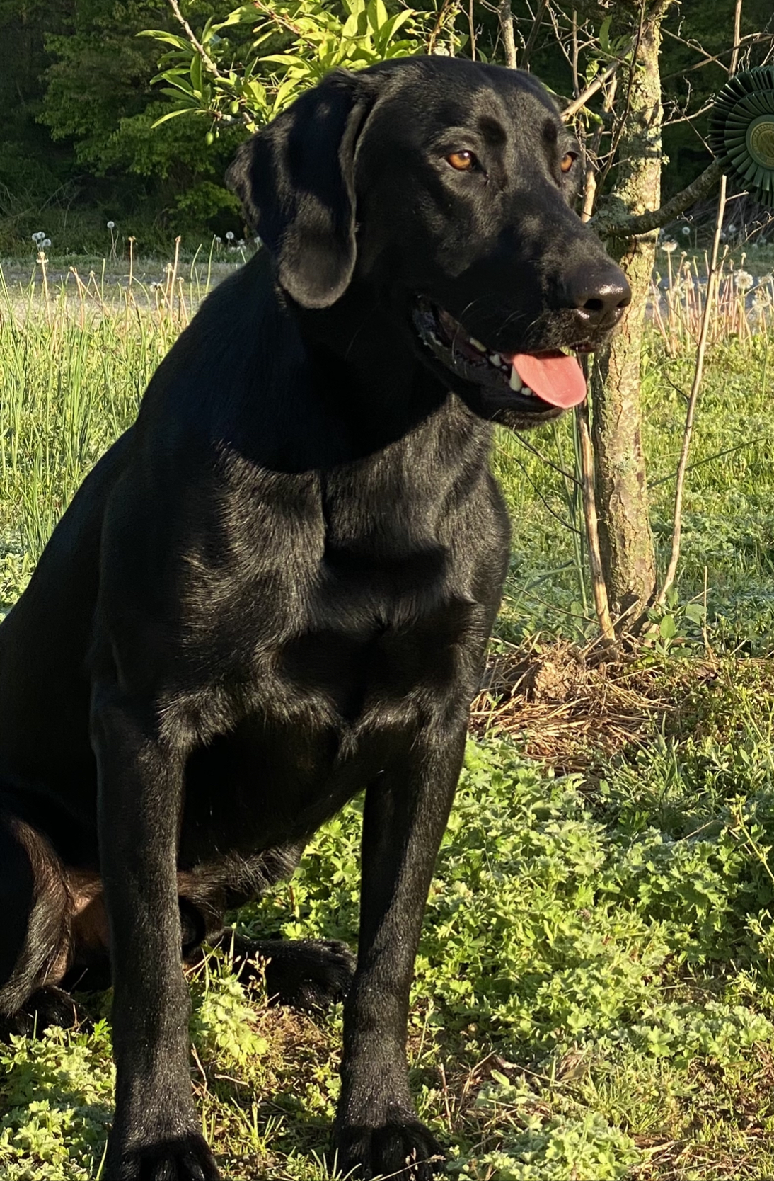 Little Egypt's I'm Your Huckleberry | Black Labrador Retriver