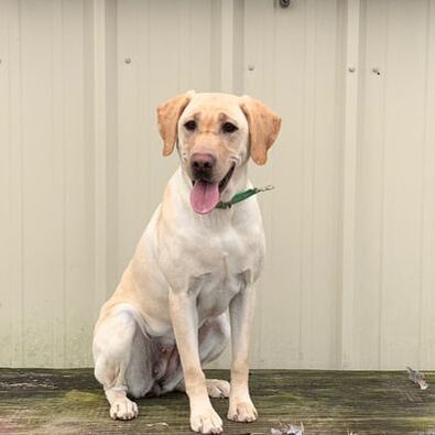 Feather Points Weeping Willow | Yellow Labrador Retriver