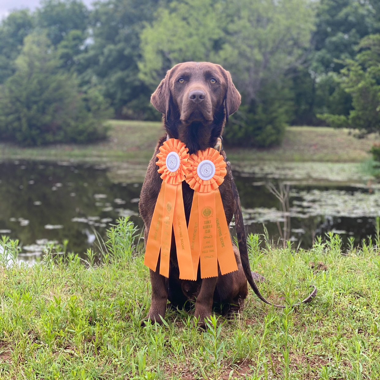 Trench's Archie JH SHR | Chocolate Labrador Retriver