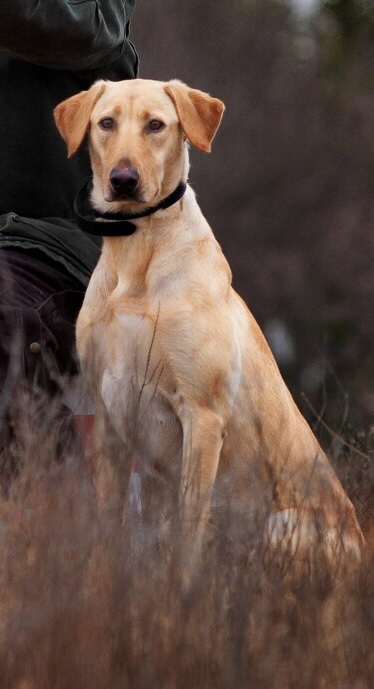 Sierra’s Nevada MH | Yellow Labrador Retriver