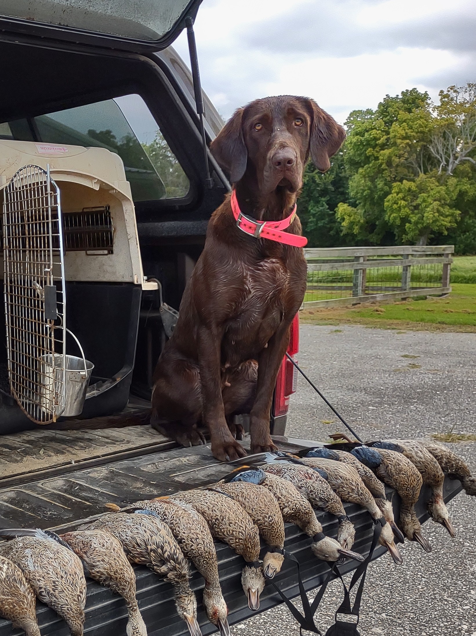HR Nibbie Lou Who Johnson | Chocolate Labrador Retriver