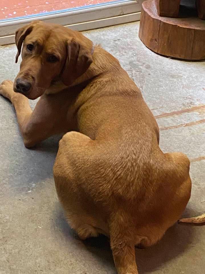 Scully's Copperhead Road | Yellow Labrador Retriver