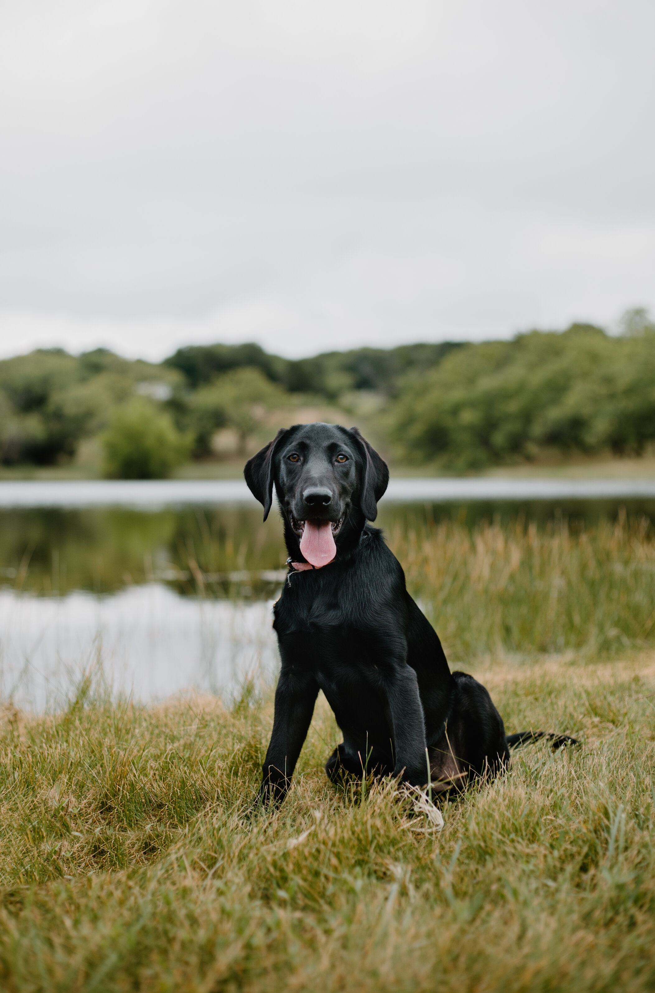 Troubadour Roux's Piper Down | Black Labrador Retriver