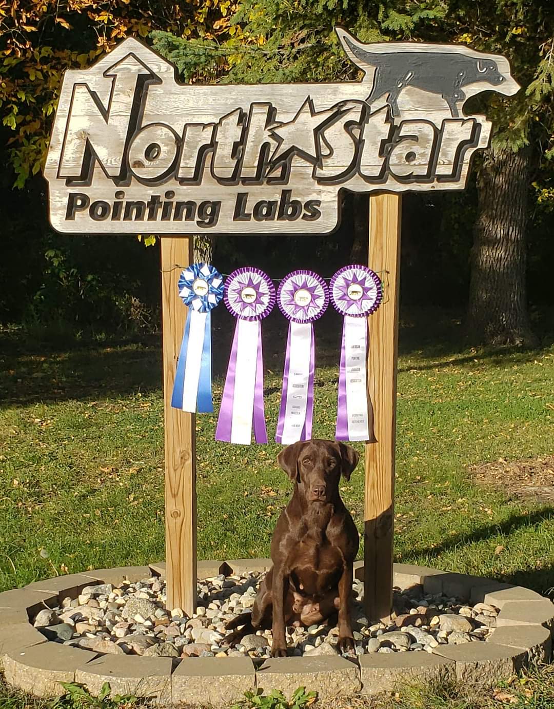 2XGMPR, SHR YSKS Strahler's Millie | Chocolate Labrador Retriver