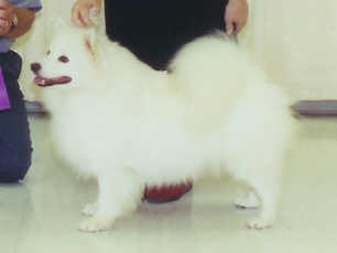 BeSota's Dream Come True | American Eskimo Dog 