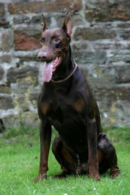 Urs v. Warringhof | Brown Doberman Pinscher