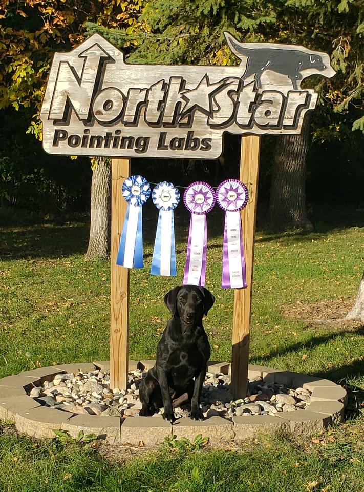 2xGMPR, HR Strahler's Abbie Of Bearpoint | Black Labrador Retriver