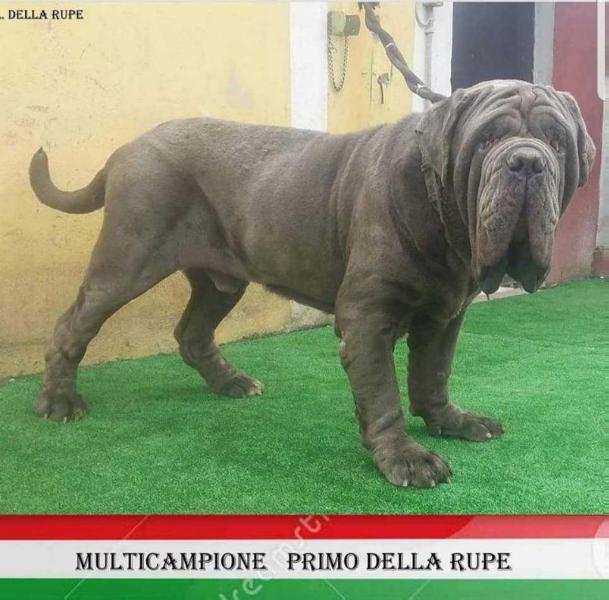 PRIMO DELLA RUPE | Neapolitan Mastiff 