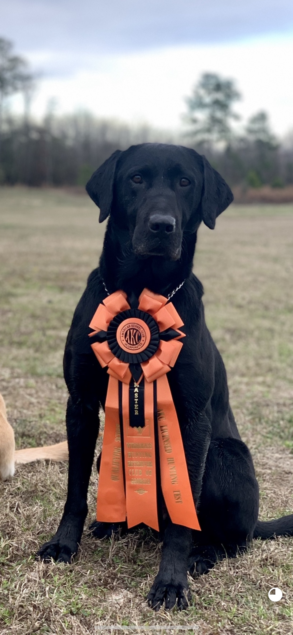 HRCH Karen’s Henry Louis MH | Black Labrador Retriver