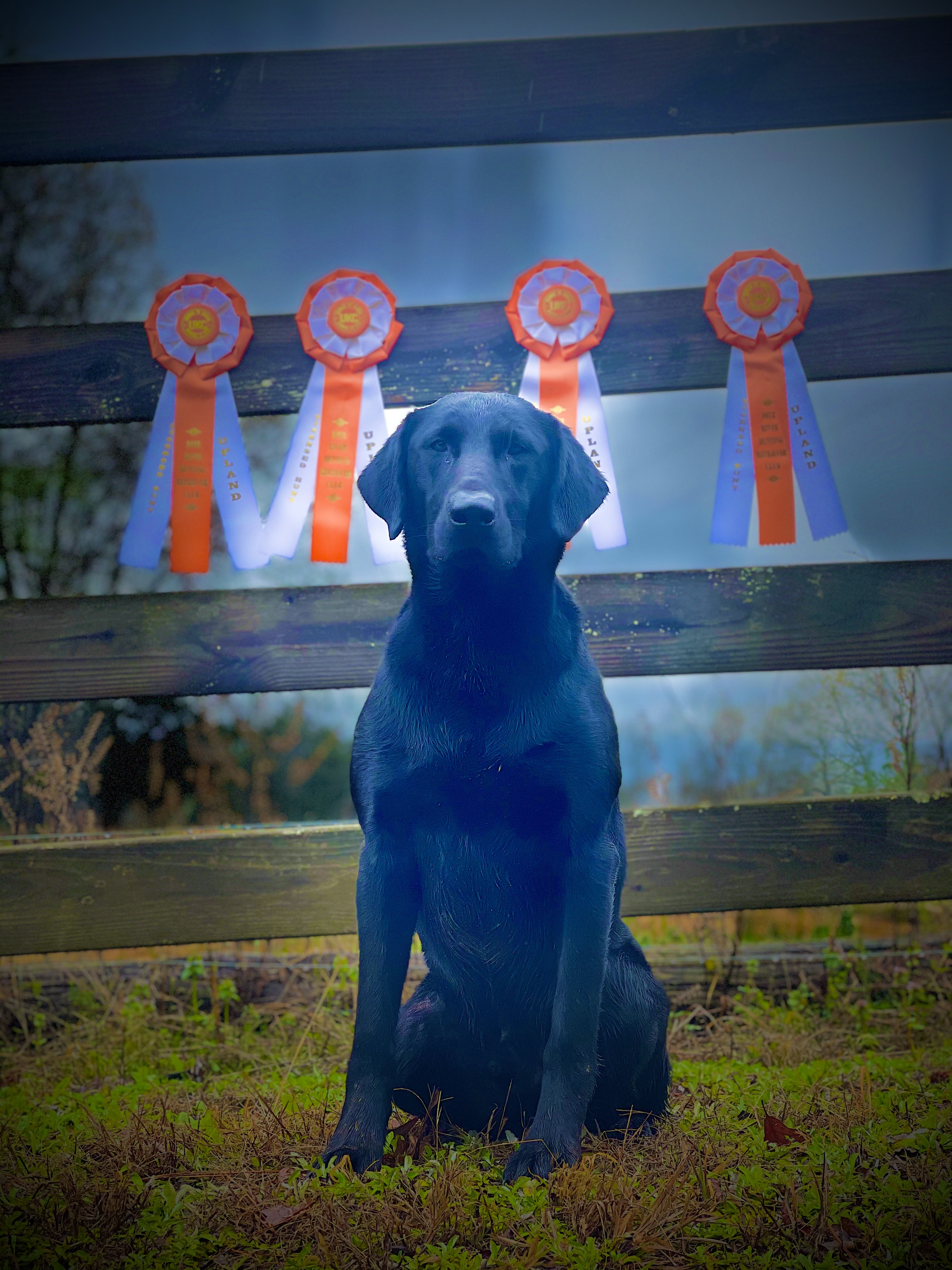 CHSD UH Whiskey Rivers Strait Up Country | Black Labrador Retriver