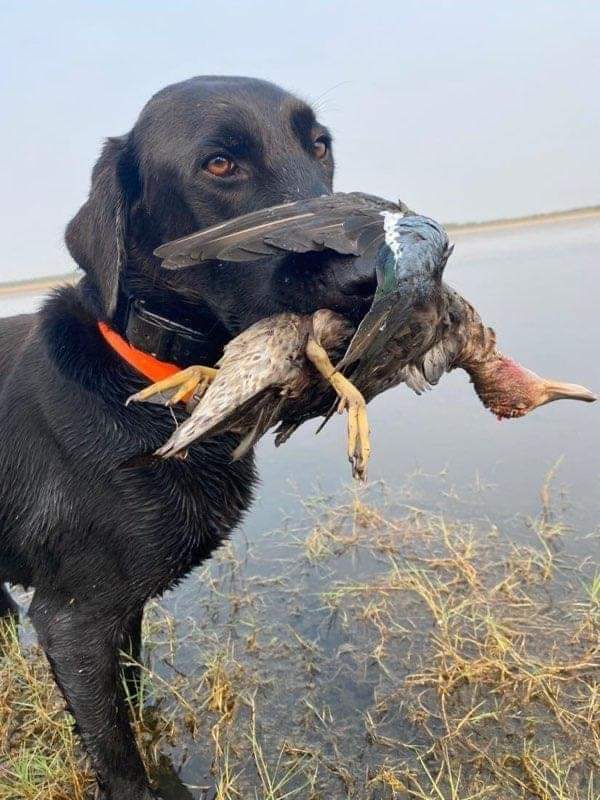 Niemann's Tank | Black Labrador Retriver
