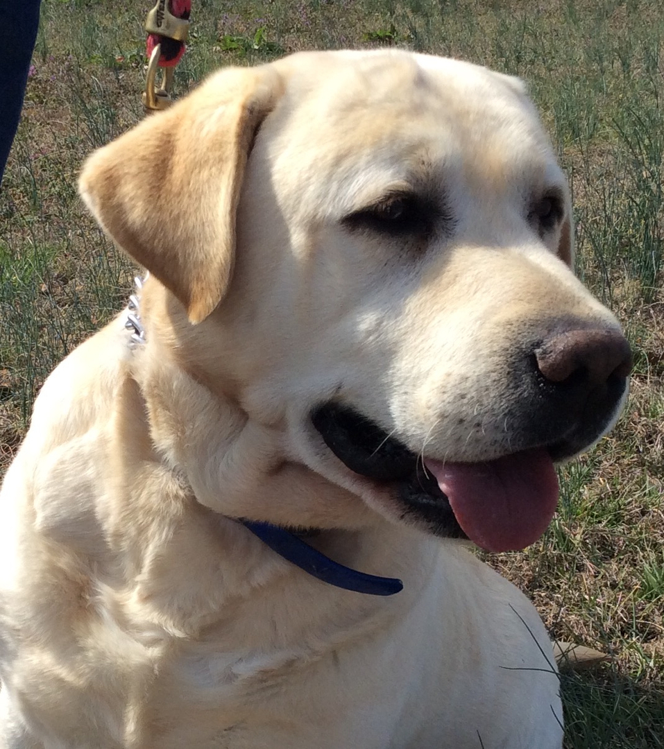 Hollow Acres Diablo Of The Night | Yellow Labrador Retriver