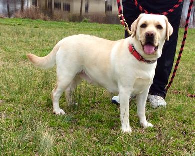 Laurel Forks Recon Faith | Yellow Labrador Retriver