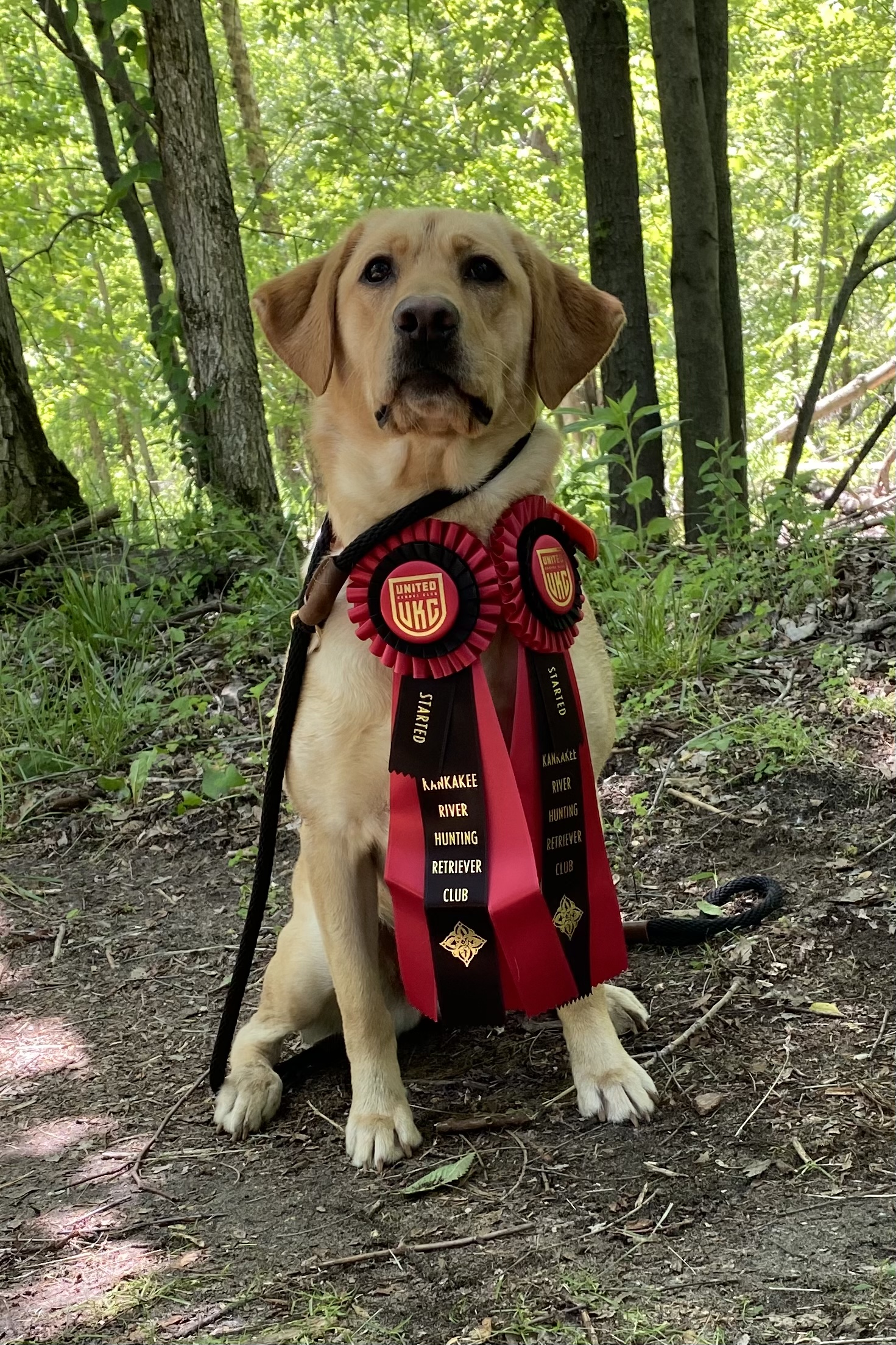 SHR Carrol Creek’s Charmed One | Yellow Labrador Retriver