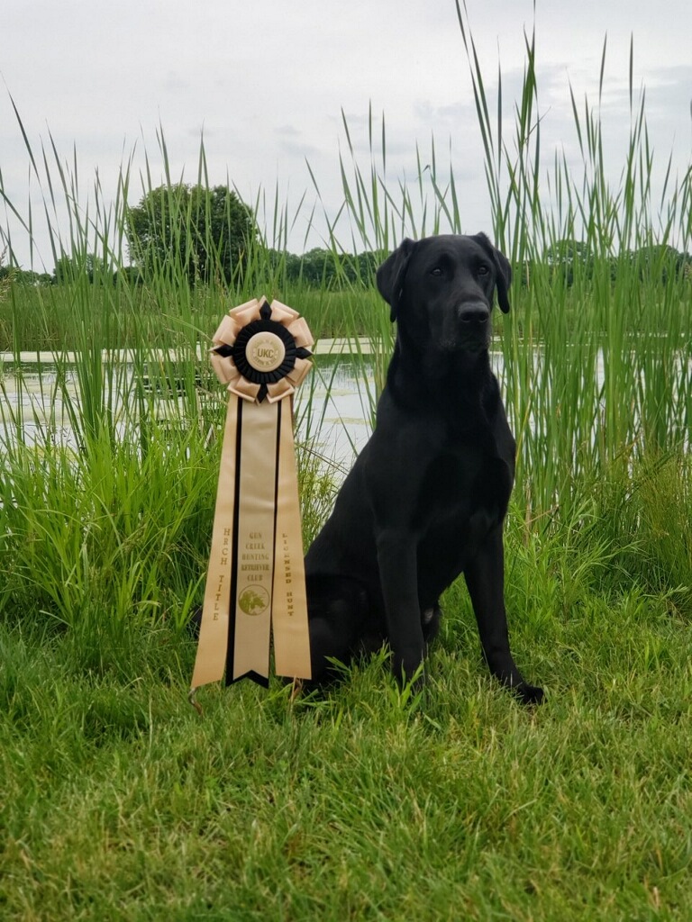 HRCH UH Rowe Farms Stoeger | Black Labrador Retriver