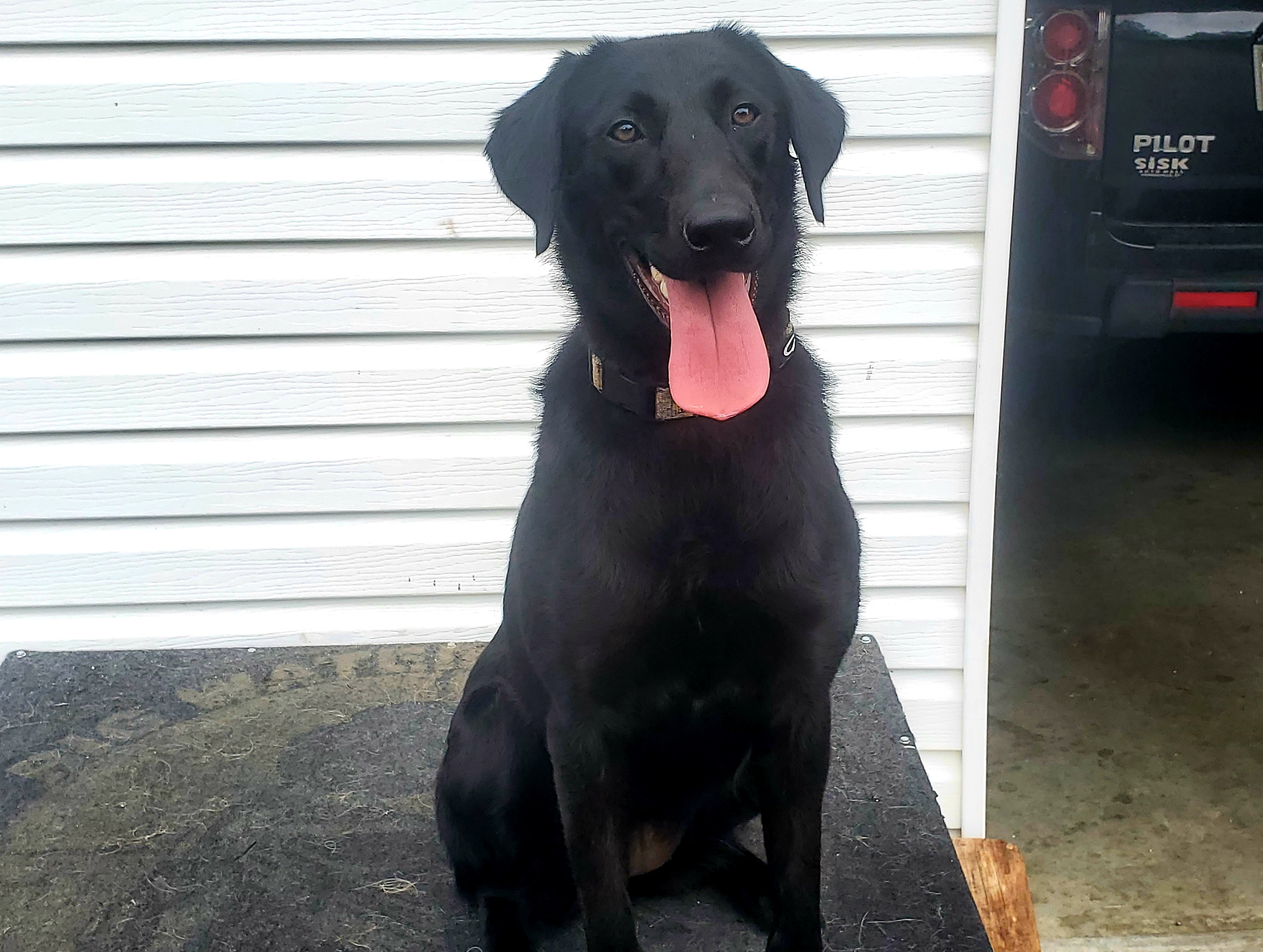 Big Water Dreams Addicted To It | Black Labrador Retriver