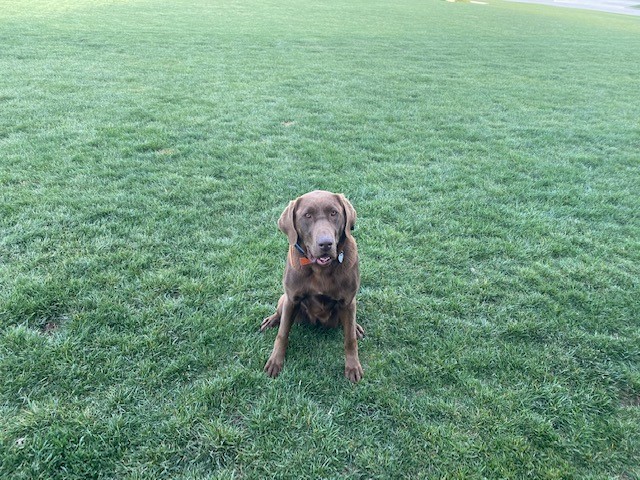 Baack's Barracuda Dj | Chocolate Labrador Retriver