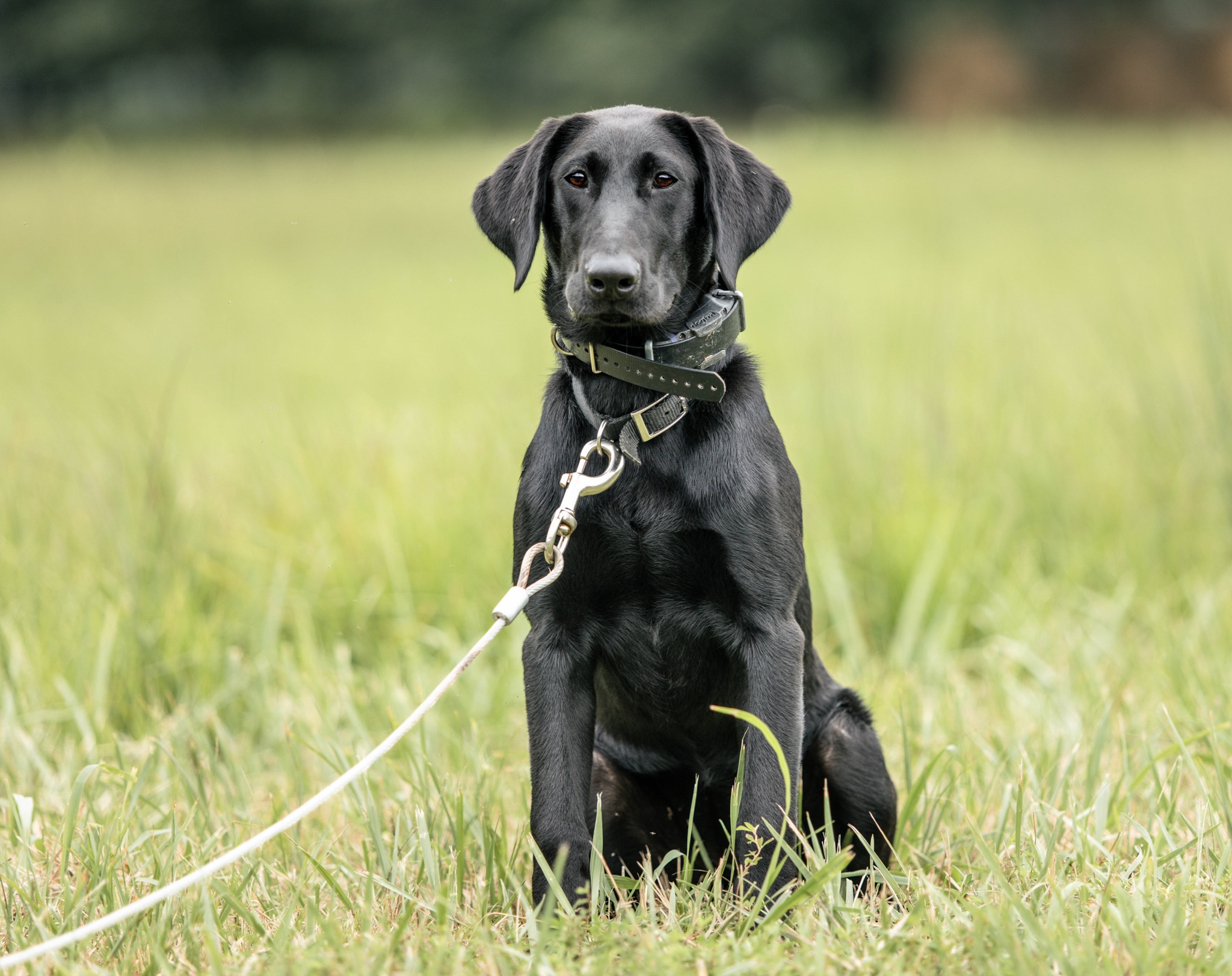 SCK’s Cutting Loose The Anchor | Black Labrador Retriver