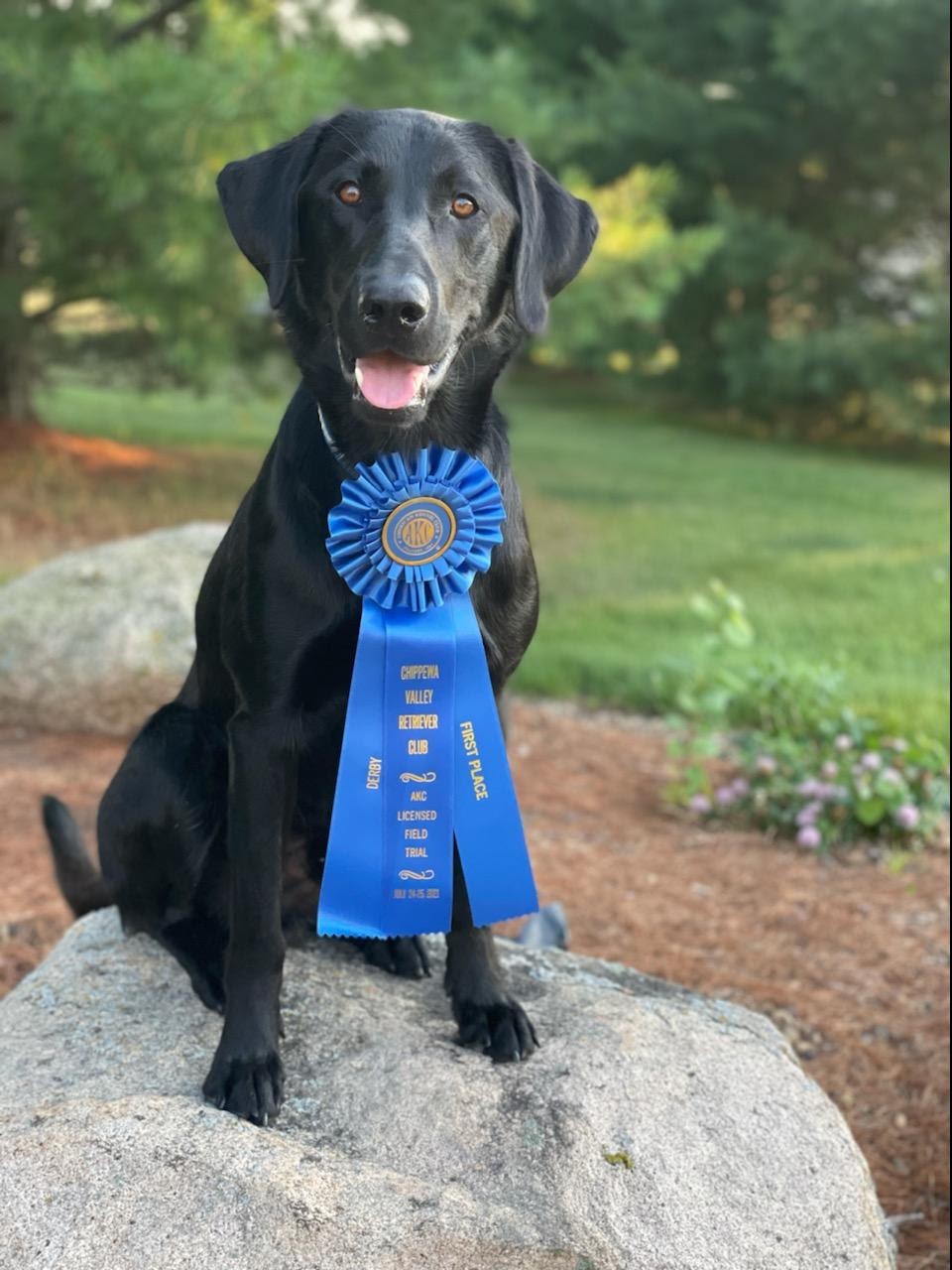 Fen Oak's Marsh Wizard | Black Labrador Retriver