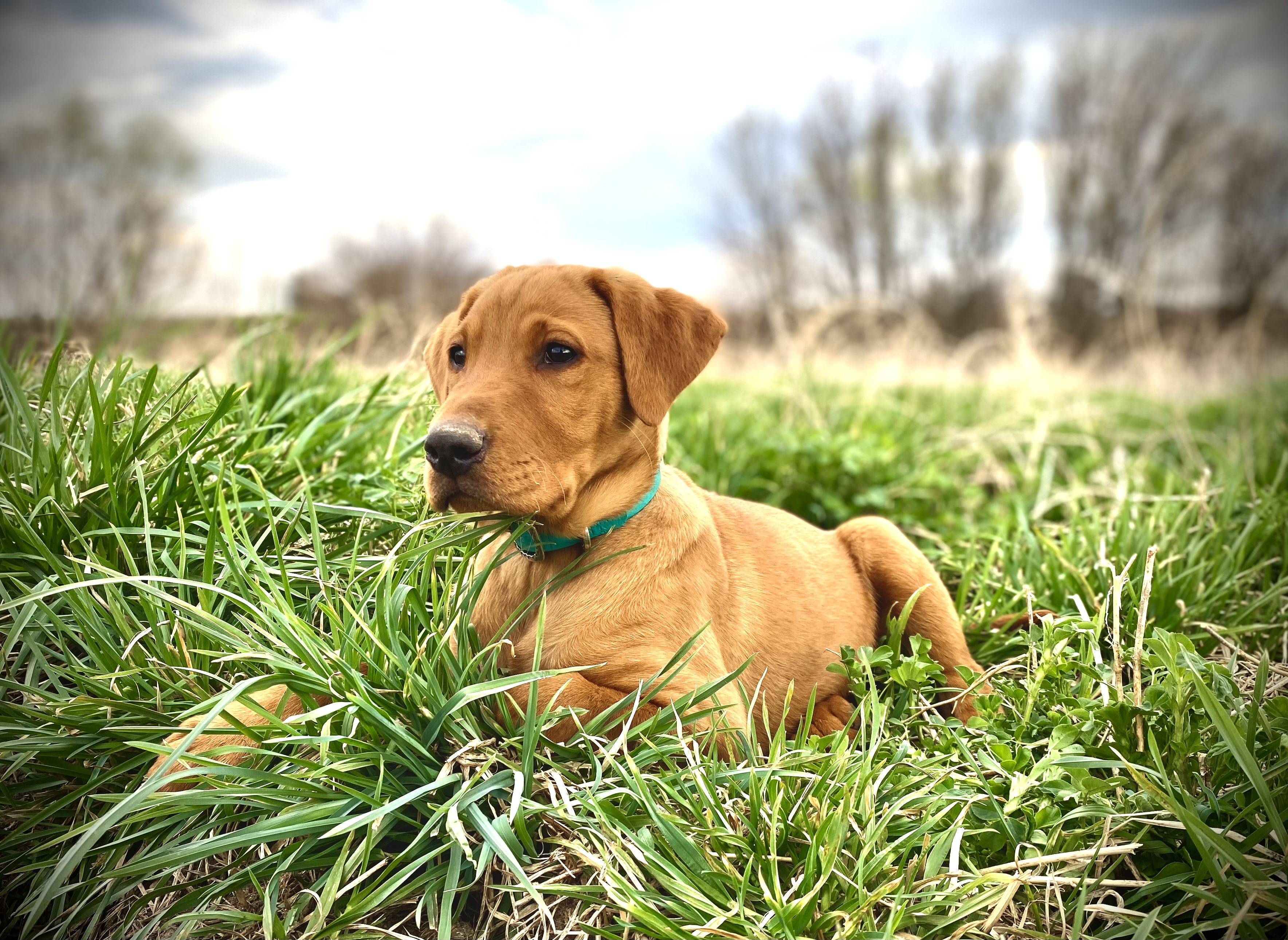 Gochee’s Country Star | Yellow Labrador Retriver