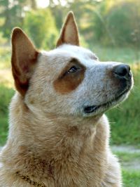 Worrigal Copperkununurra | Australian Cattle Dog 