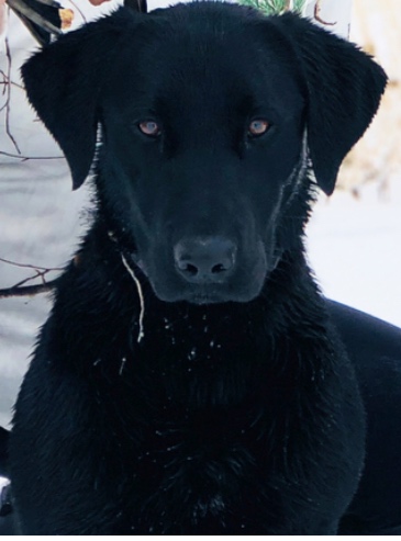 Calisto Hail Storm JH | Black Labrador Retriver