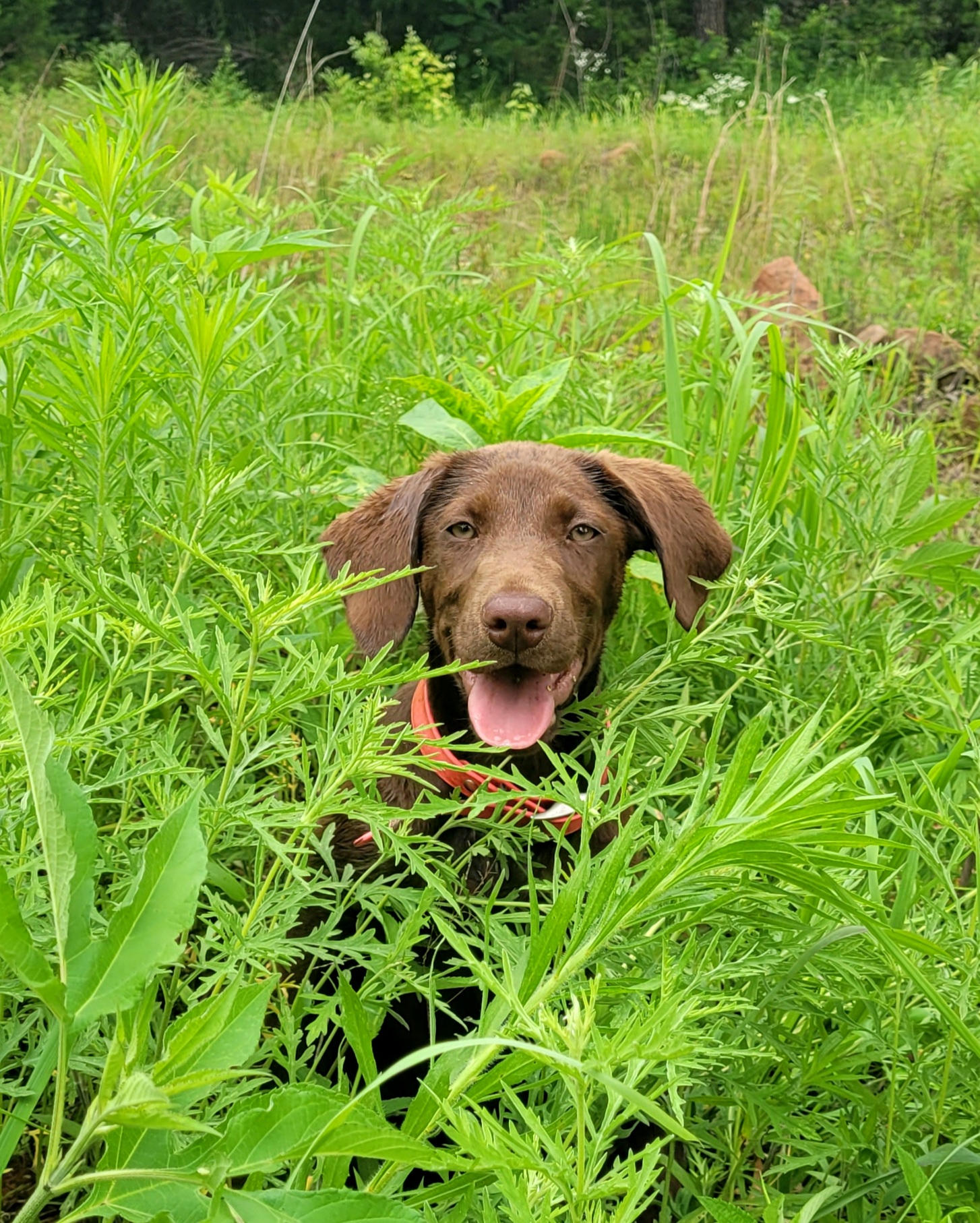 WSD Cuda Ben Magic | Chocolate Labrador Retriver