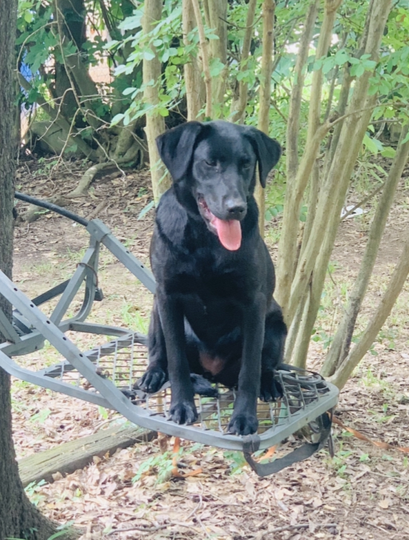 Keep Em Falling Kayli | Black Labrador Retriver