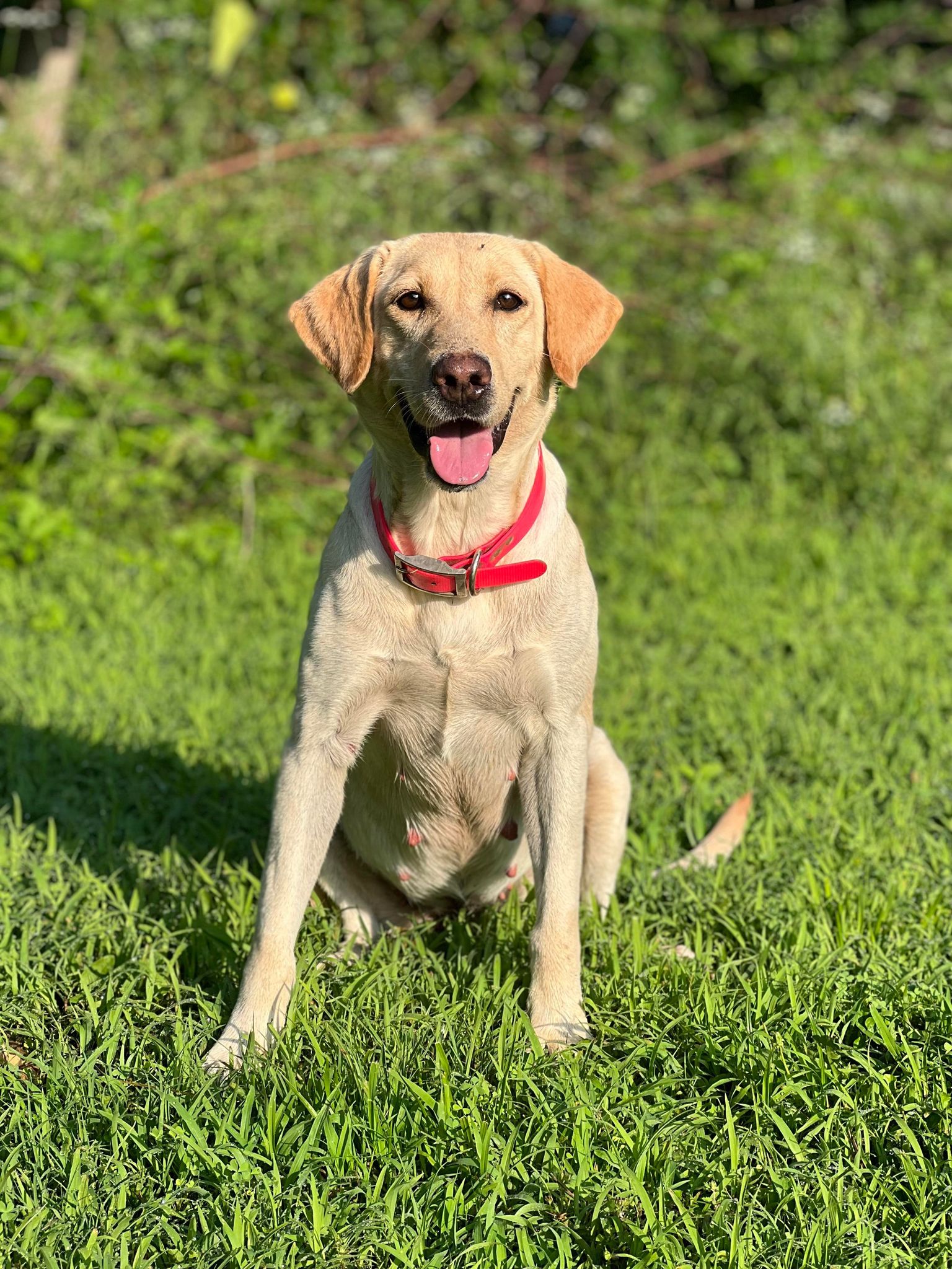 Tessonns Washita Gabby | Yellow Labrador Retriver