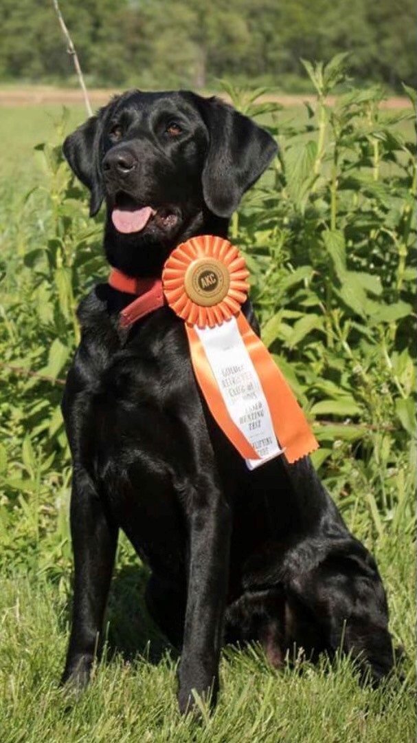 HRCH UH Pj's Sheba Queen Of The Shawnee Hills Black Magic MH | Black Labrador Retriver