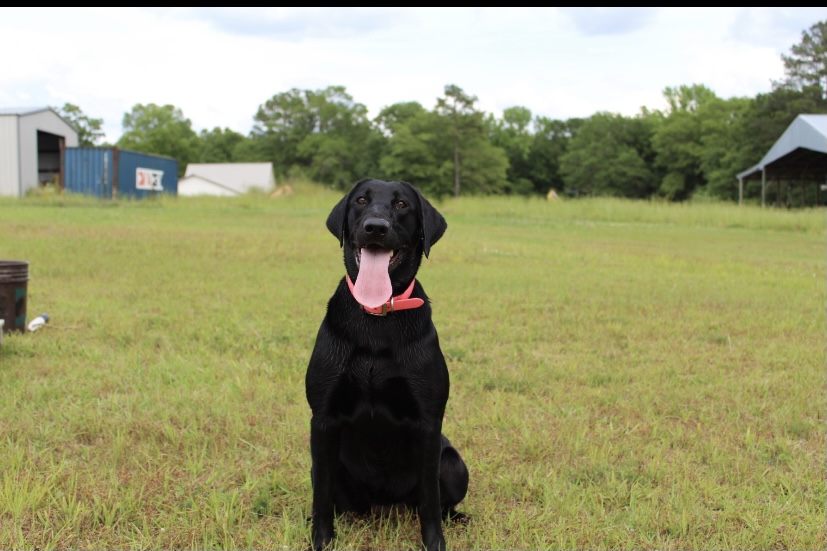 SHR 'PR' Magnolia's Speedy Harley | Black Labrador Retriver