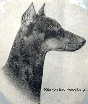 Rita v. Bad Heidelberg | Black Doberman Pinscher