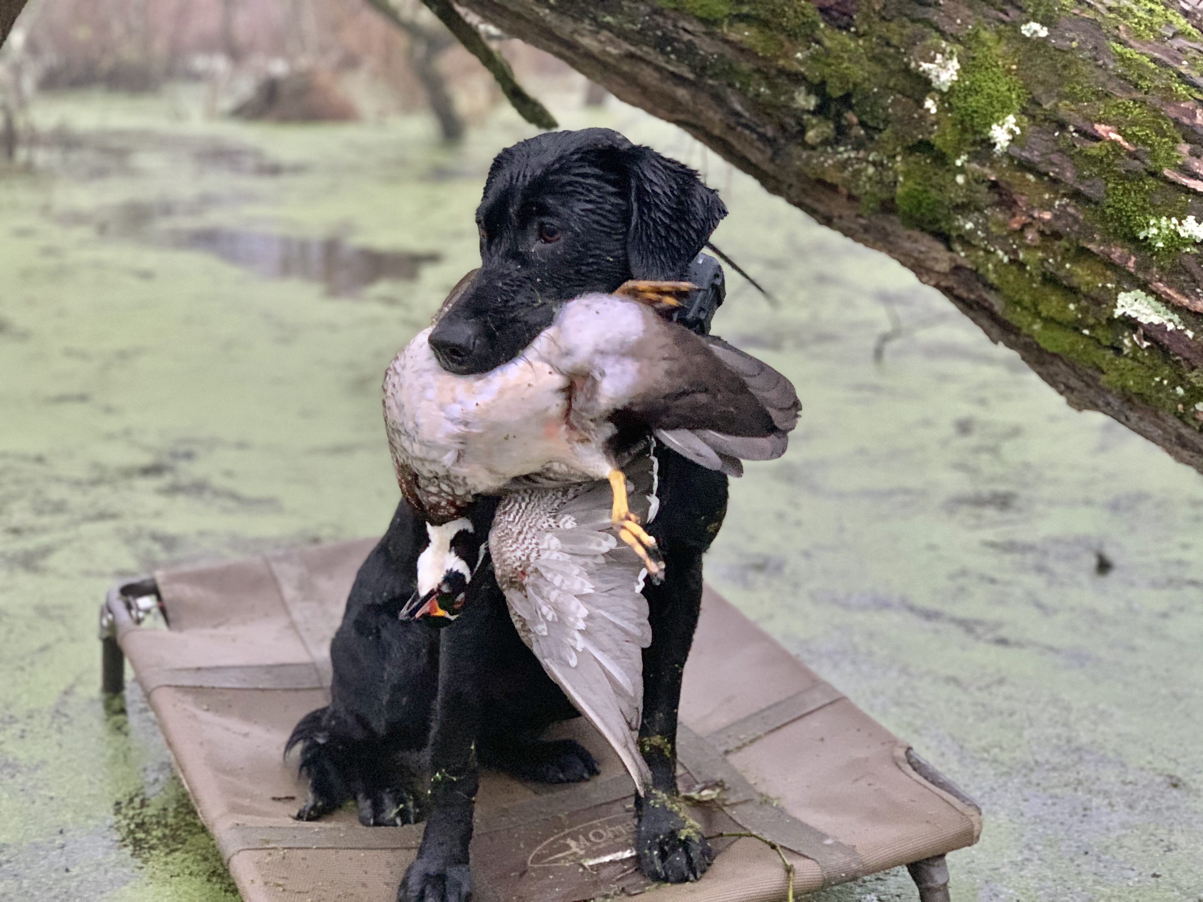 HRCH McMullins Farms Lady Maverick | Black Labrador Retriver