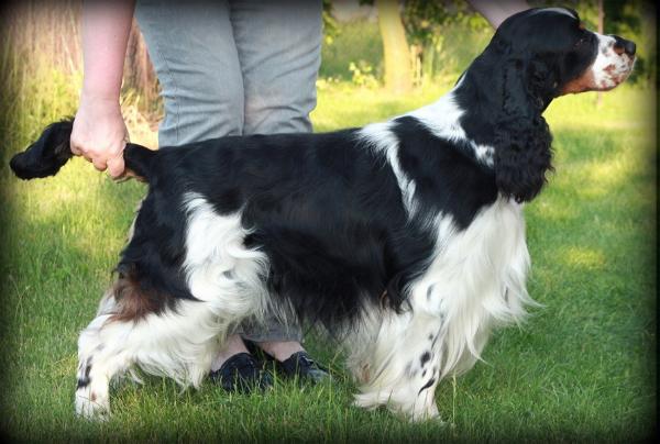 Night In Paradise Darrem Canis | English Springer Spaniel 