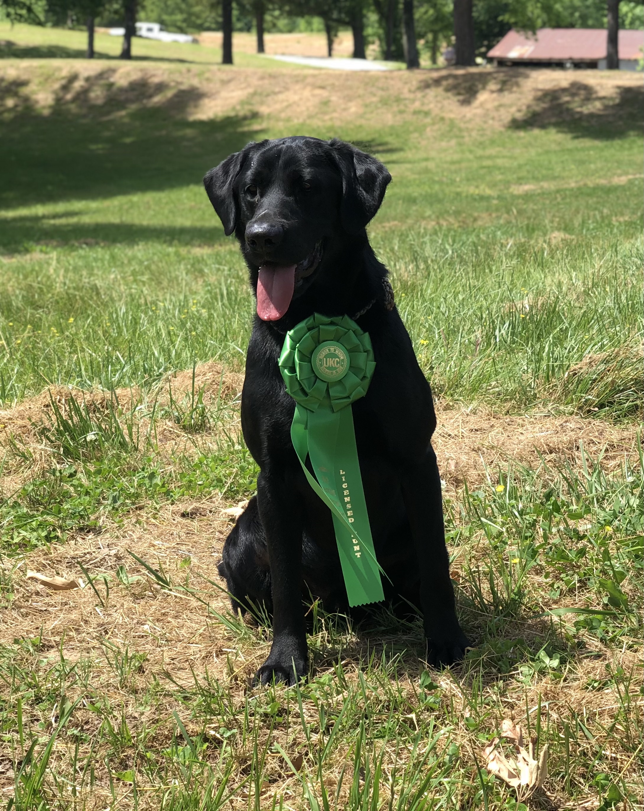 HRCH Sir Royal Reuben | Black Labrador Retriver