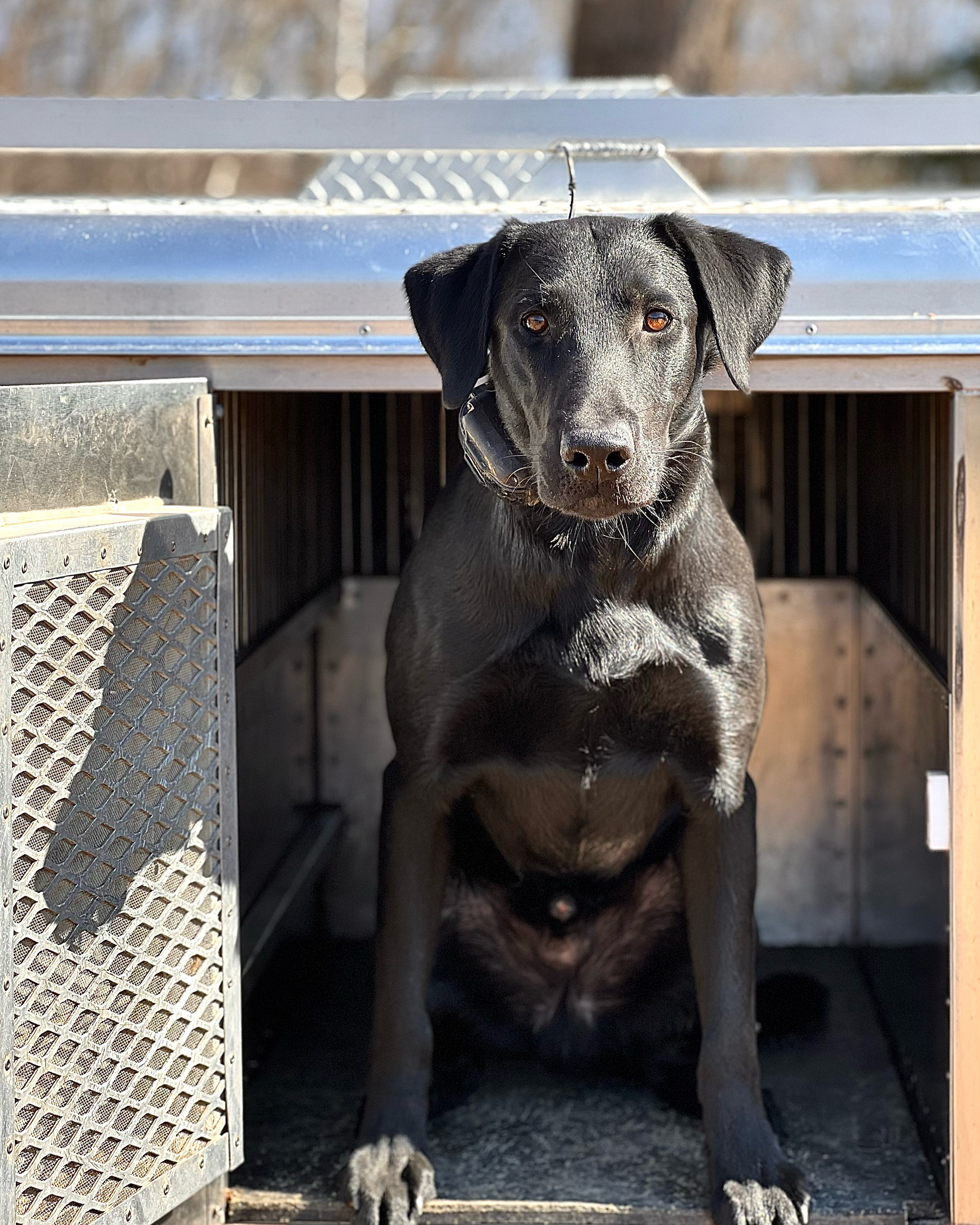 Northern Airs Wutchu Talknbout Willis | Black Labrador Retriver