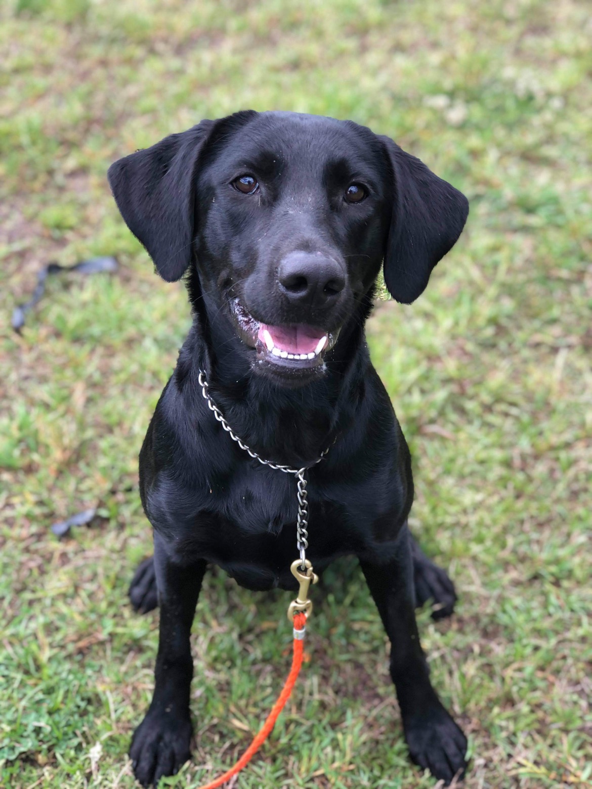 Wheatland’s Mama Made Me Do It | Black Labrador Retriver