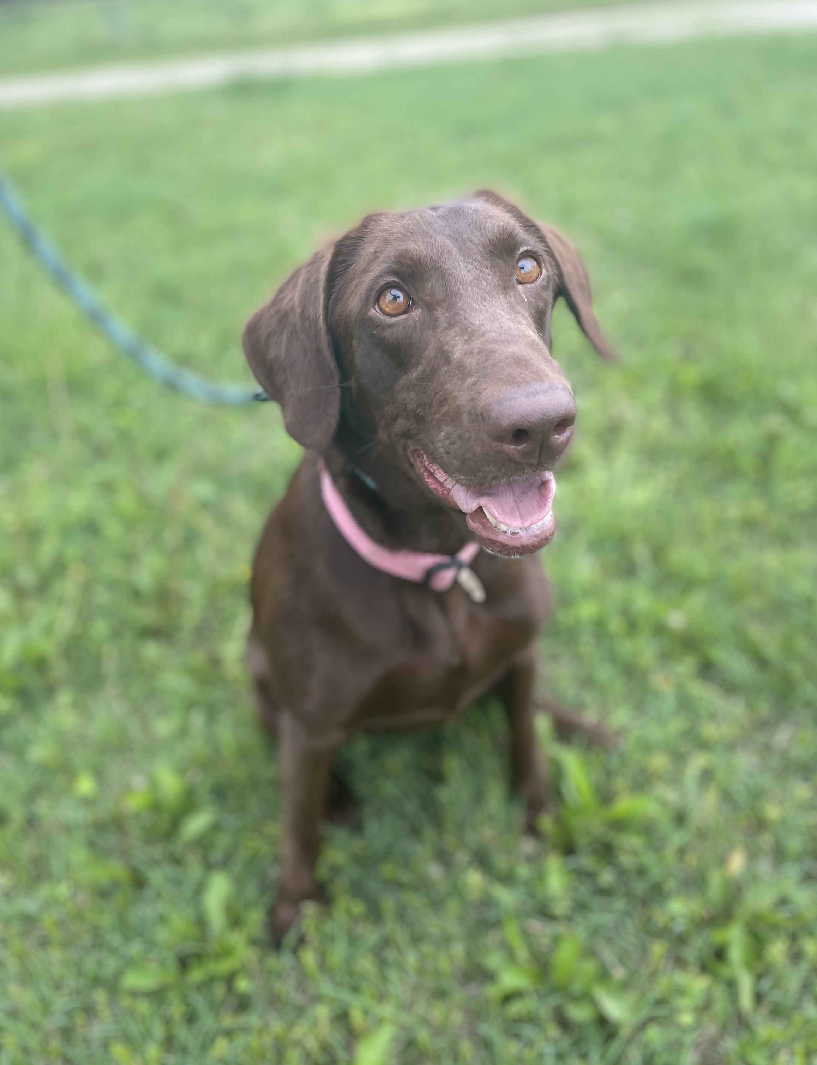 Wheatland’s I’ll Make You Wet | Chocolate Labrador Retriver