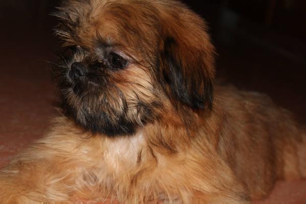 Aebubbly of winsor | Shih Tzu 